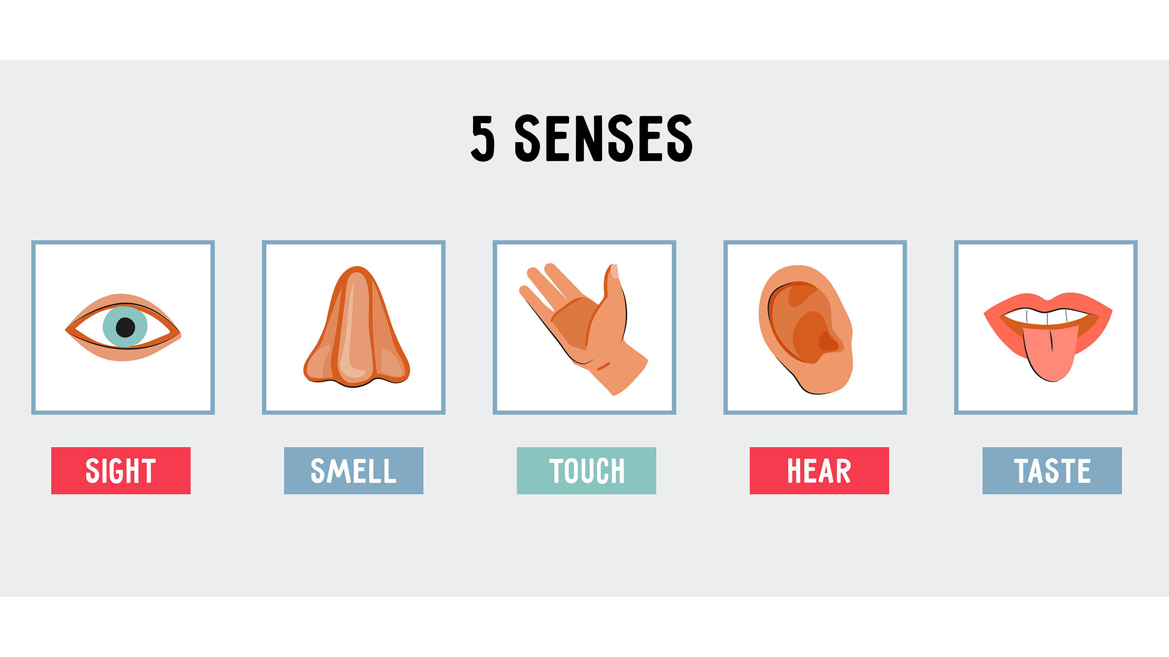 VektoriIllustration der fünf Sinne sehen, riechen, fühlen, hören und schmecken.