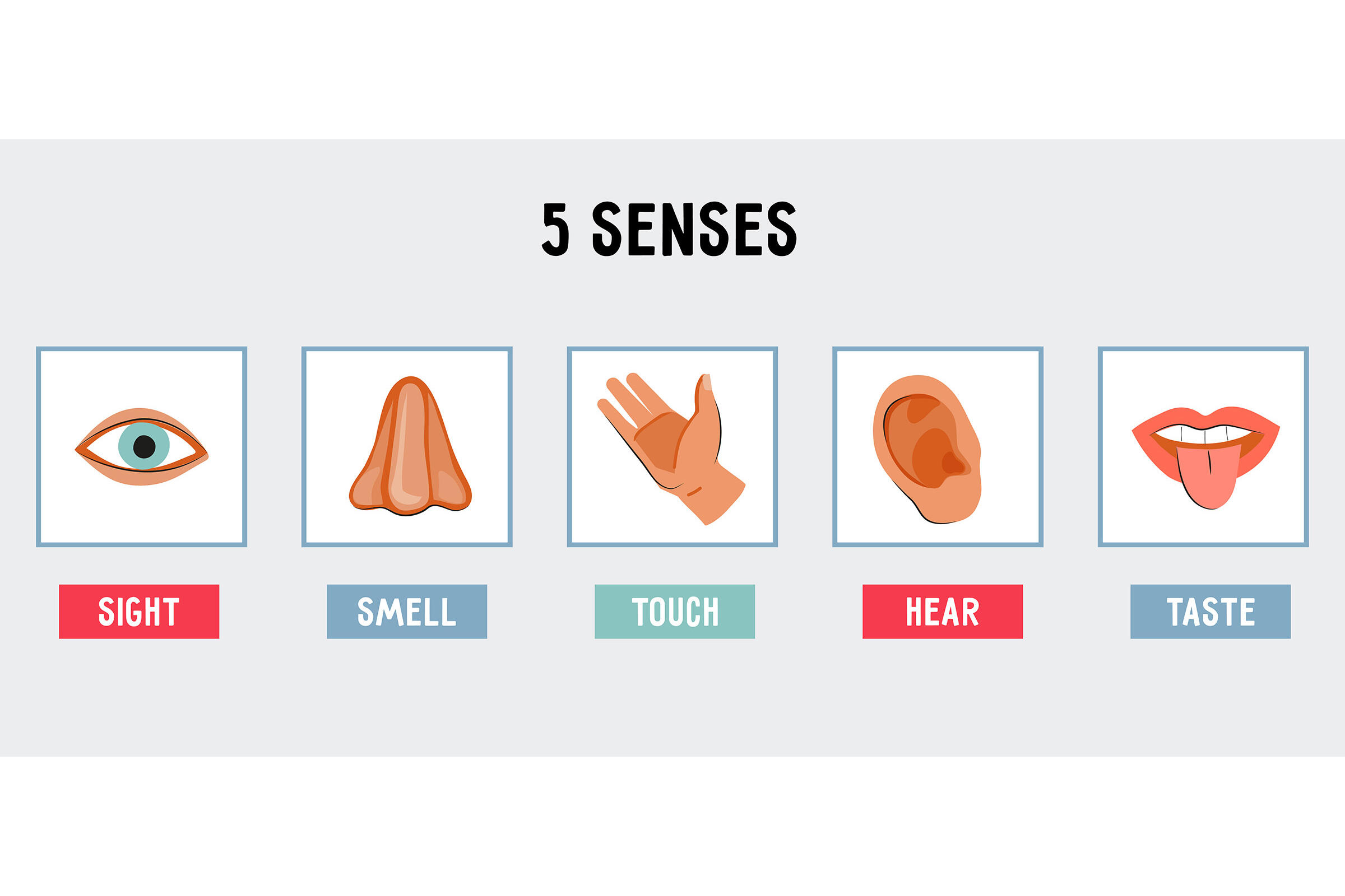 VektoriIllustration der fünf Sinne sehen, riechen, fühlen, hören und schmecken.