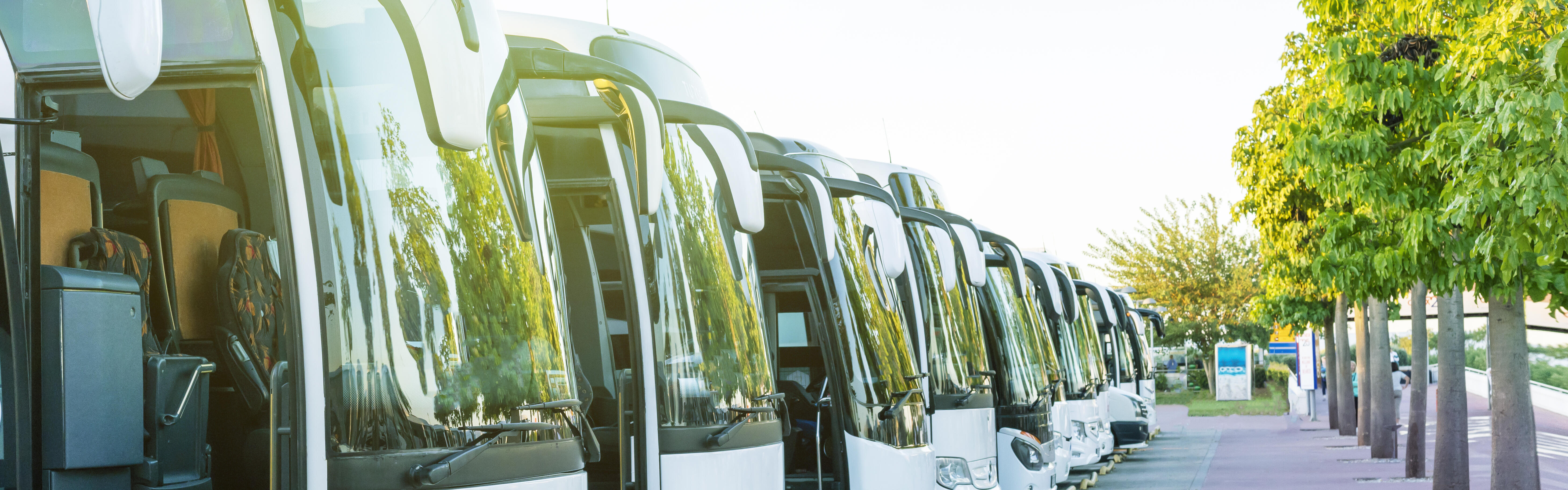 Mehrere weiße Reisebusse stehen nebeneinander geparkt an einer Allee.