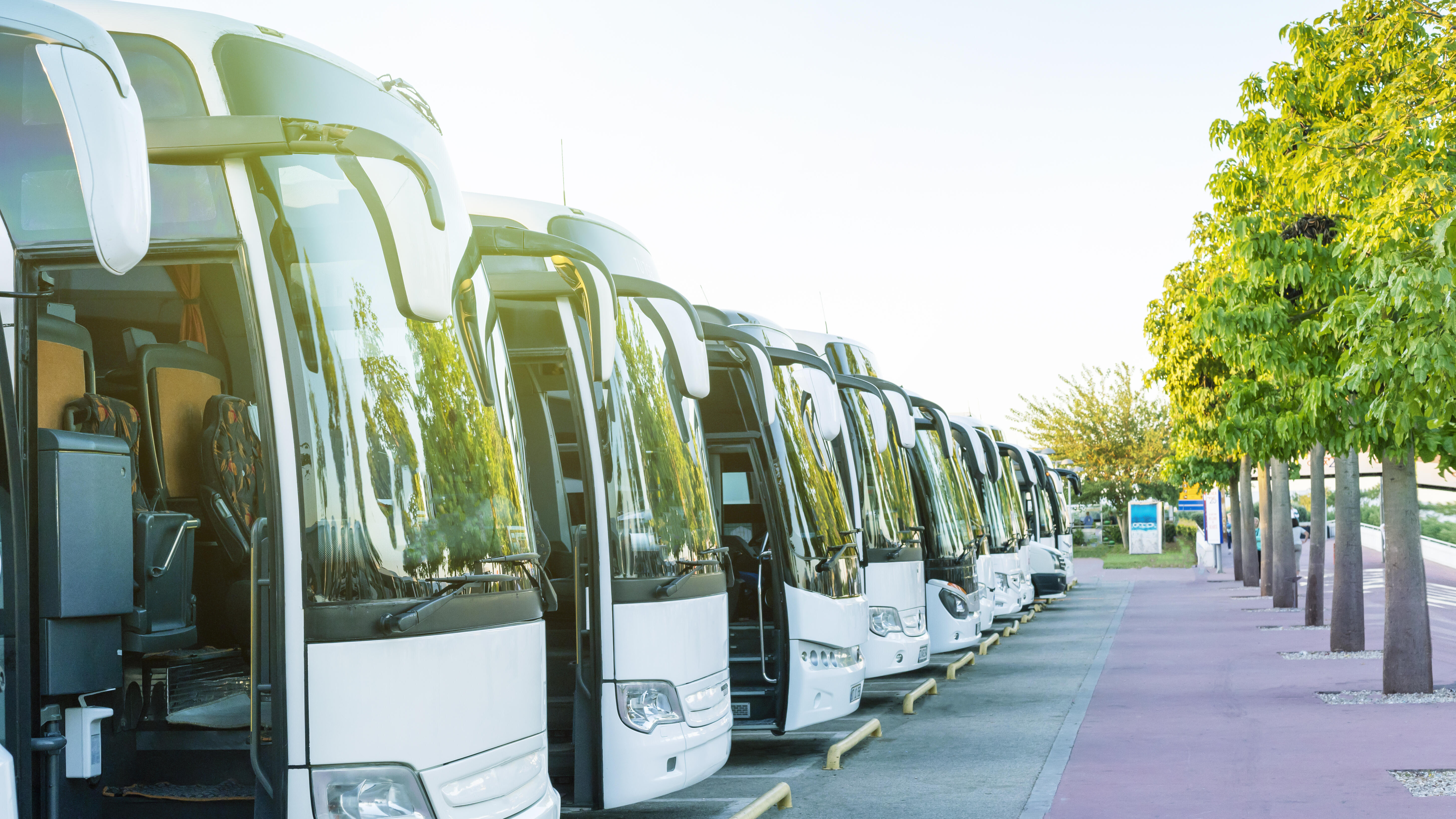 Mehrere weiße Reisebusse stehen nebeneinander geparkt an einer Allee.