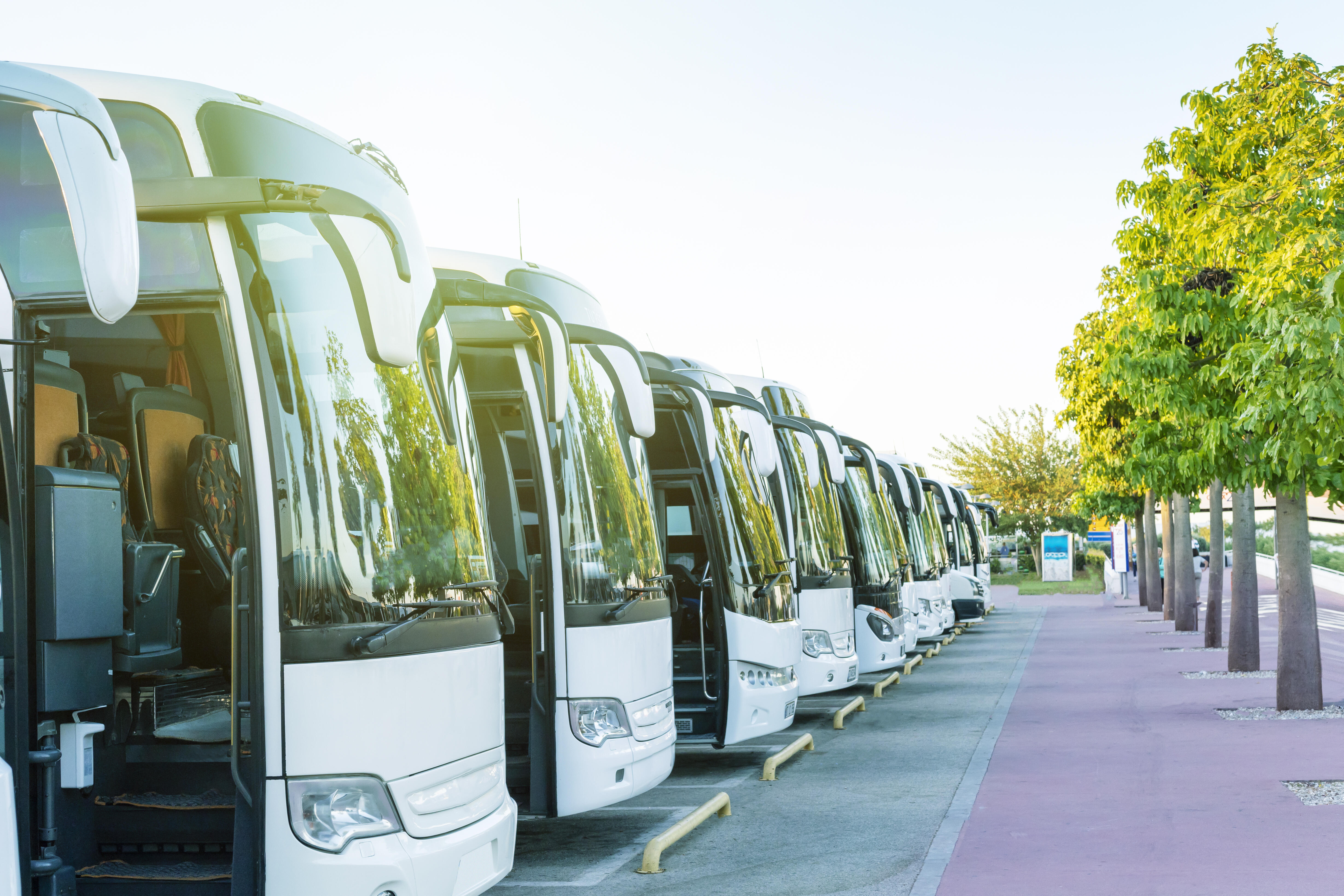 Mehrere weiße Reisebusse stehen nebeneinander geparkt an einer Allee.